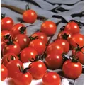 Tomato, Sweet Million Treated - 1,000 Seed Count