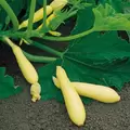 Squash, Fortune 500 Seed FarMore Treated