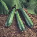 Squash, Spineless Beauty Treated - 500 Seed Count