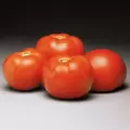 Tomato, Better Bush - 1,000 Seed Count