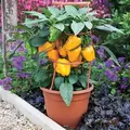 Pepper, Liberty Belle (patio) - 100 Seed Count
