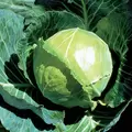 Cabbage, Golden Acre 1,000 Seed Count