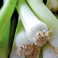 Leek, American Flag - 10,000 Seed Count