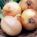 Onion, Yellow Sweet Spanish - 10,000 Seed Count
