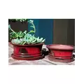 Verandah 10" Ficus Bonsai Oxb