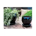 Verandah 6" Blk Gerbera