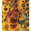 Sunflower, Autumn Beauty - 1/2 lb