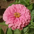 Zinnia, Luminosa Pink - 1/2 lb
