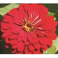 Zinnia, Cherry Queen - 1/2 lb