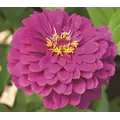 Zinnia, Purple Prince - 1/2 lb