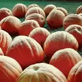 Pumpkin, Atlantic Giant - 10,000 Seed Count