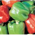 Peppers, Yolo Wonder - 1lb