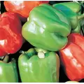 Peppers, Yolo Wonder - 10,000 Seed Count