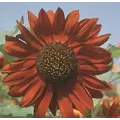 Sunflower, Velvet Queen - 1/2 lb