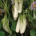 Eggplant, Gretel White - 100 Seed Count