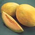 Cantaloupe , Burpee Hyb - 10,000 Sd Ct