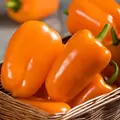 Peppers, Orange Blaze Treated - 1,000 Seed Count