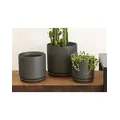 Palm Spring 7"x6.5" Cylinder with As Mcg