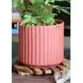Palm Spring 6.5" Brush Comb Hbs Planter