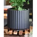 Palm Spring 6.5" Brush Comb Mbk Planter