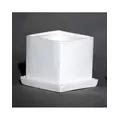 Palm Spring 2.5" Cube Pot with Ds Mwh