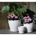 Verandah 6"x5.5" Lily Wsp