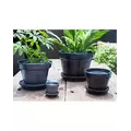 Verandah 5.5x4.5 Silver Standard with Saucer
