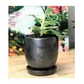 Verandah 7" Svr Maui Pot