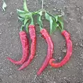 Peppers, Cayenne Red Thick - 10,000 Seed Count