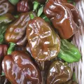 Peppers, Habanero Chocolate - 1,000 Seed Count