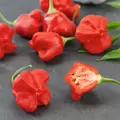 Peppers, Jamaican Red - 10,000 Seed Count
