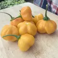 Peppers, Scotch Bonnet Orange - 10,000 Seed Count