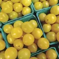Tomato, Yellow Plum - 10,000 Seed Count