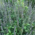 Basil, Cinnamon 1 oz
