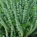 Basil, Lime 1 oz
