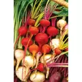 Beets, White Detroit - 1/2oz
