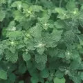 Horehound 1/16 oz