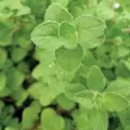 Marjoram, Sweet 1 oz