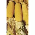 Popcorn, Perdue 410 Hybrid - 50lb