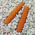Popcorn, South American - 50lb