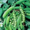 PEAS, ALASKA 62 - TREATED 50