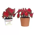 Burley Clay Terra Cotta Sleeve Pot