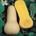 Squash, Butternut Waltham - 10,000 Seed Count