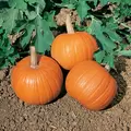 Pumpkin, Wee Be Little - 5,000 Seed Count