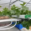 TAPKIT 35'x168' Cucumber Hydroponic System 7,000 Planting Holes