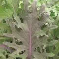 Kale, Red Russian - 5,000 Seed Count