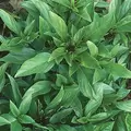 Basil, Thai 1 oz