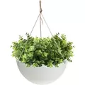 Algreen 14" Acerra Hanging Basket White