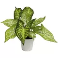 Algreen 12" Caladium