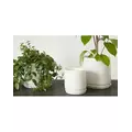 Palm Spring 5"x4.5" Cylinder with As Mwh